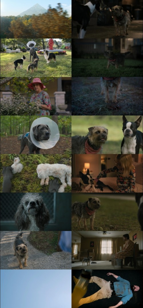 Strays.2023.1080p.WEB.DL.English.DD.2.0.x264.ESubs_s.jpg