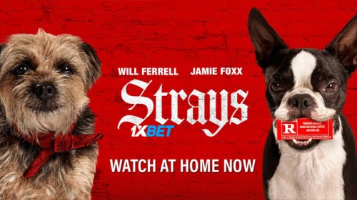 Strays.2023.720p.WEBRip.TEL430b72216d558edc.jpg