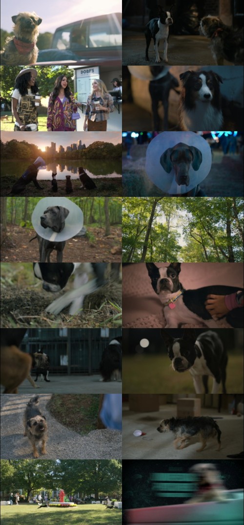 Strays.2023.1080p.WEB.DL.Hindi.English.DD.2.0.x264.MSubs_s.jpg