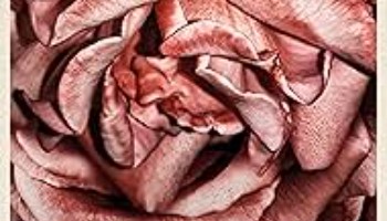 processed_ROSEBUSH-PRUNINGe7042be9019c9ec0.jpg